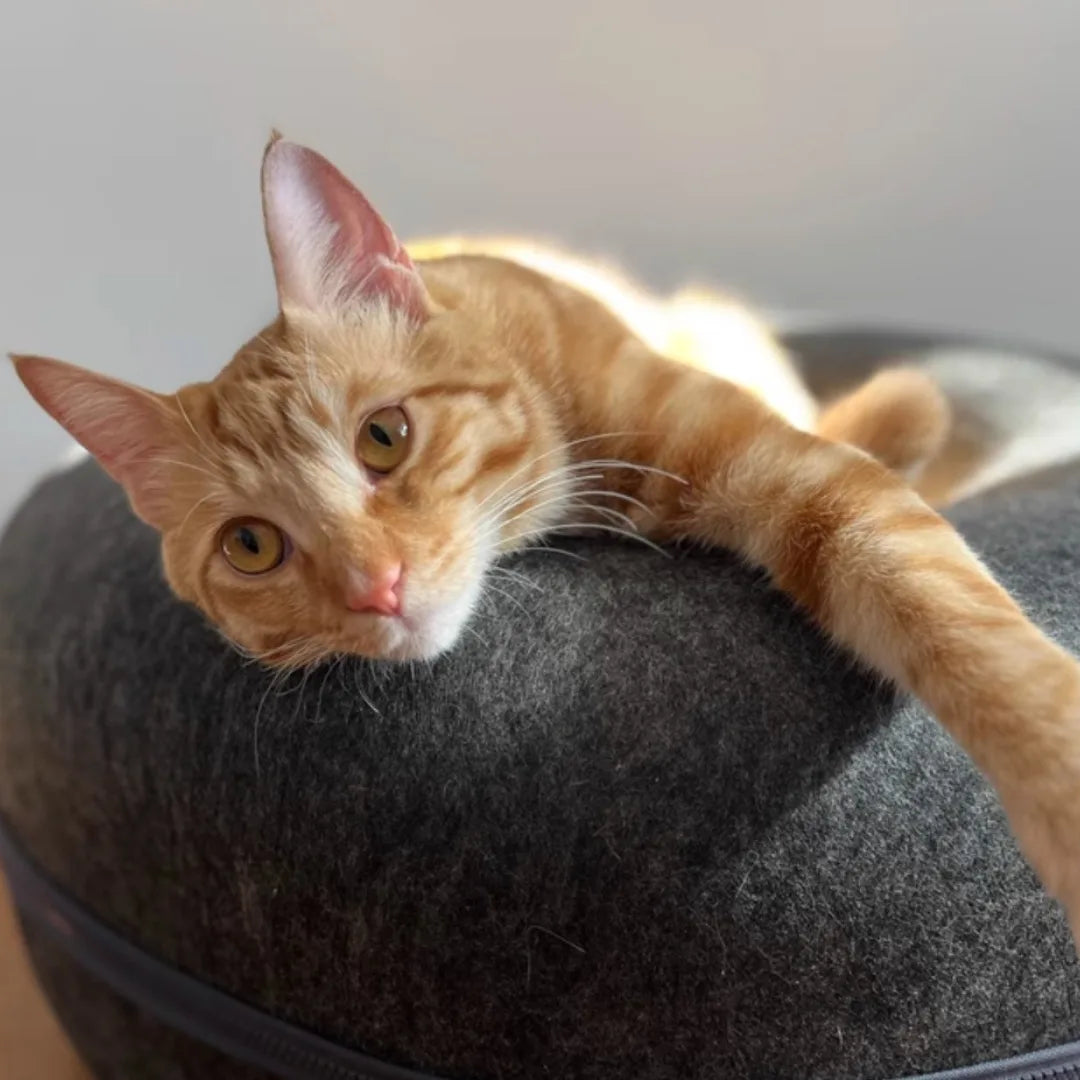 rwgat3asuobufwokiqde.webp__PID:d3453025-da3c-42bf-a1ca-68fe95a1a2dc